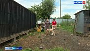 Новые вольеры строят в приюте для бездомных собак «Полкан» в Козьмодемьянске