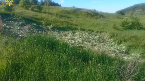В Горномарийском районе после вмешательства прокуратуры ликвидированы очаги произрастания борщевика Сосновского